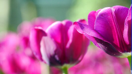 Tulip spring nature photo