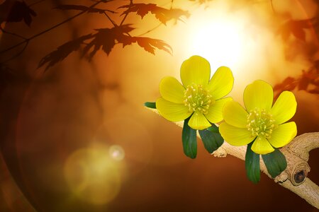 Flowers plant yellow photo