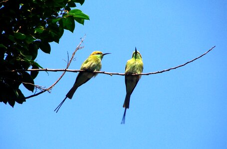 Karnataka india fly