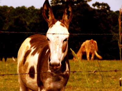 Animal white brown