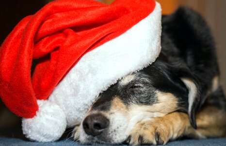Beautiful Photo canine christmas