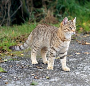Domestic cat felidae mackerel