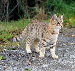 Domestic cat felidae mackerel photo