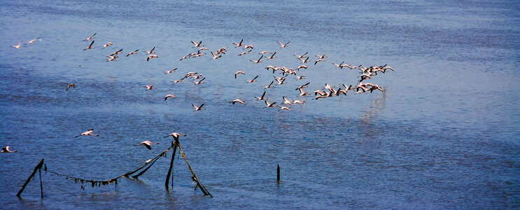 Flying Flamingos Birds photo