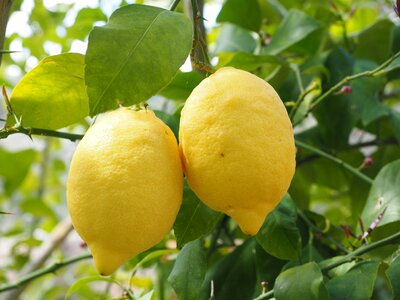 Citrus × limon citrus fruit photo