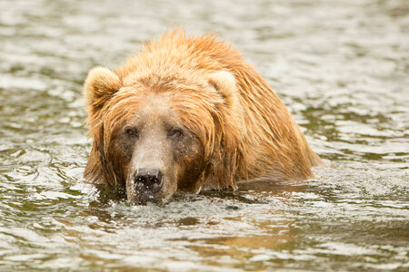 Kodiak brown bear-1