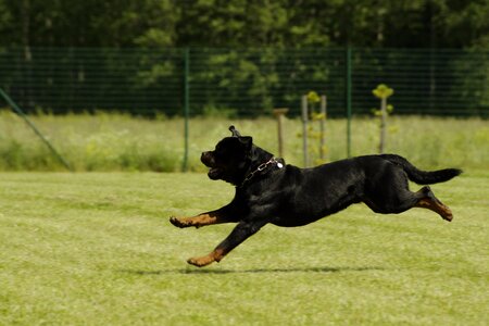 Rottweiler running competitions