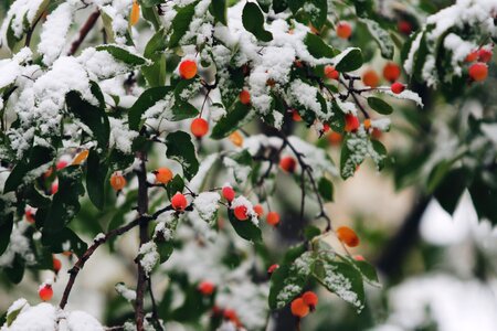 Winter berries festive photo