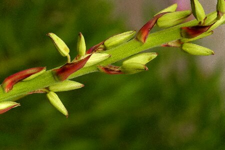 Flora spike close-up