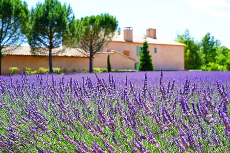 Agriculture beautiful flowers blooming photo