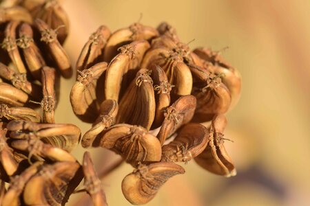 Brown daylight detail