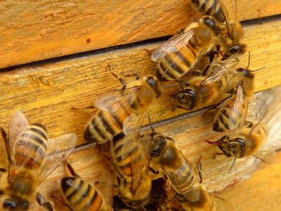 Insect beehive hive photo