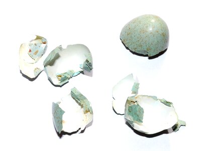 Hatched blue egg broken egg photo