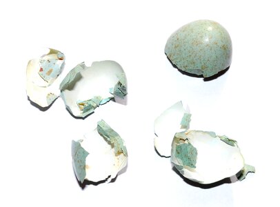 Hatched blue egg broken egg