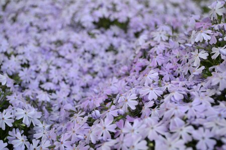 Flora flowers purple