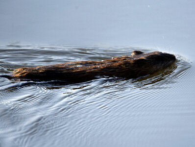 Muskrat treading water