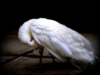 Animal feathers nature