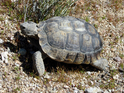 Desert Tortoise - Gopherus agassizii photo