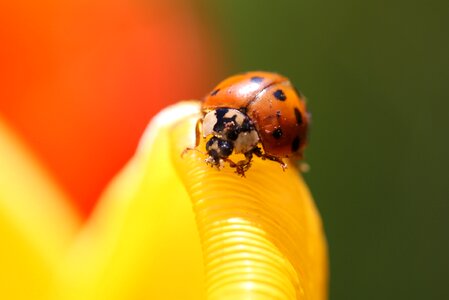 Insect beetle blossom photo