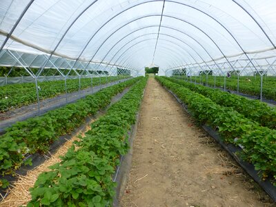 Conservatory farming growing