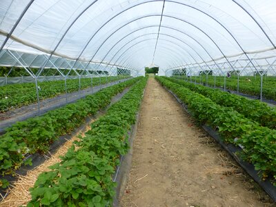 Conservatory farming growing photo