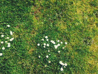 White Flowers on the Grass photo