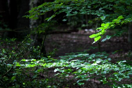 Light dark wood landscape