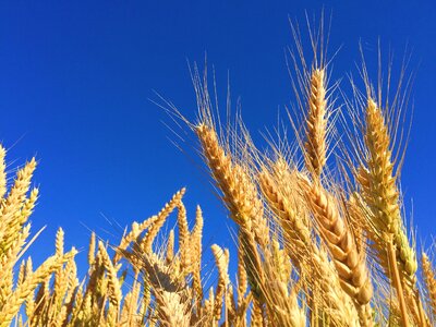 Grain agriculture harvest photo