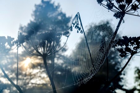 Beautiful light mist photo