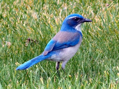 Mountain bluebird sialia currucoides blue