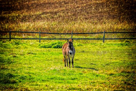 Animal donkey fauna