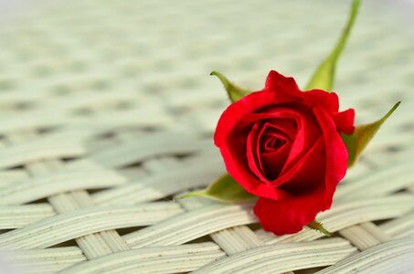 Rose bloom beauty white