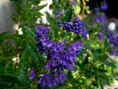 Garden ornamental shrub verbena plant bright blue