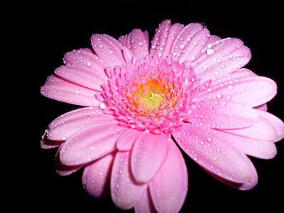 Gerbera pink drop of water photo