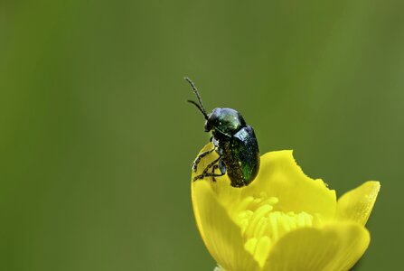 Animal arthropod beautiful flowers