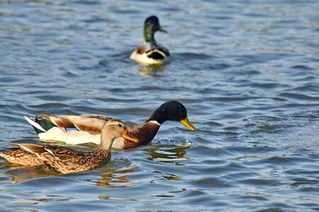 Bird Family flock swimming photo