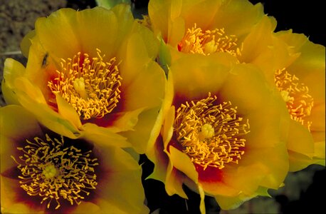 Bloom bulb cactus