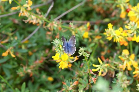 Palos Verdes blue butterfly-1 photo