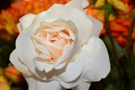 Rose plant blooming