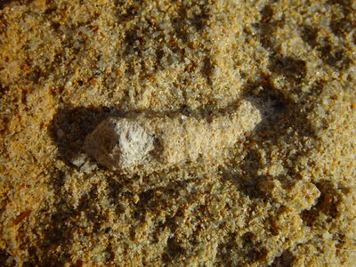 Fossil limestone phylum