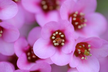 Organism pink flower photo
