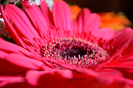 Pink Red Daisy Flower photo