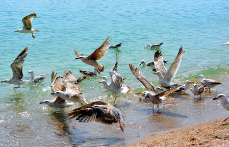 Flight water great photo