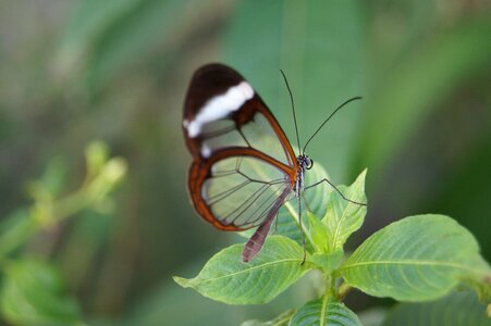 Greta oto butterfly transparent photo