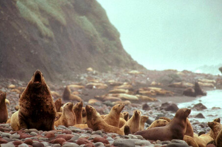 Steller Sea Lions at Haulout-1 photo