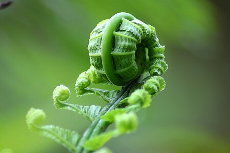 Nature natural botanical