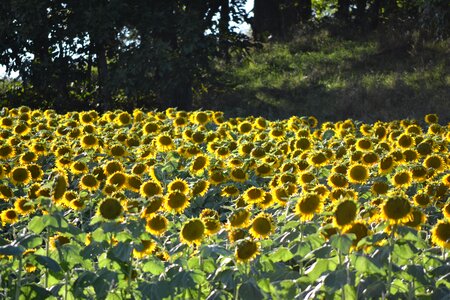 Sunflower field flower yellow