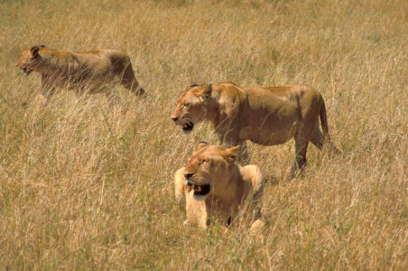 African lions photo