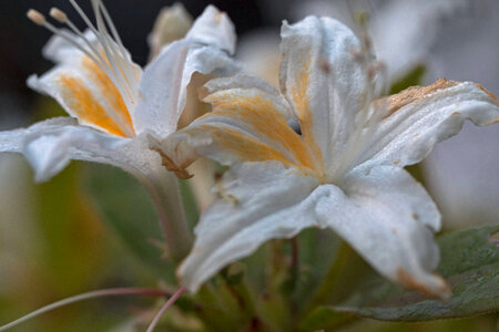 Western azalea 