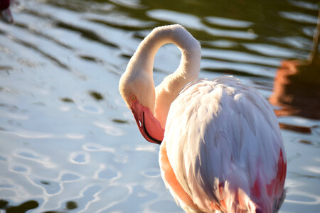 9 Flamingo photo